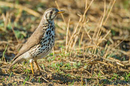 Image of Turdus litsitsirupa litsitsirupa (Smith & A 1836)