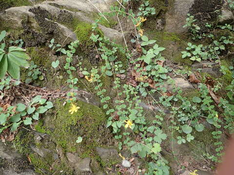 Image of Hypericum nummularium L.