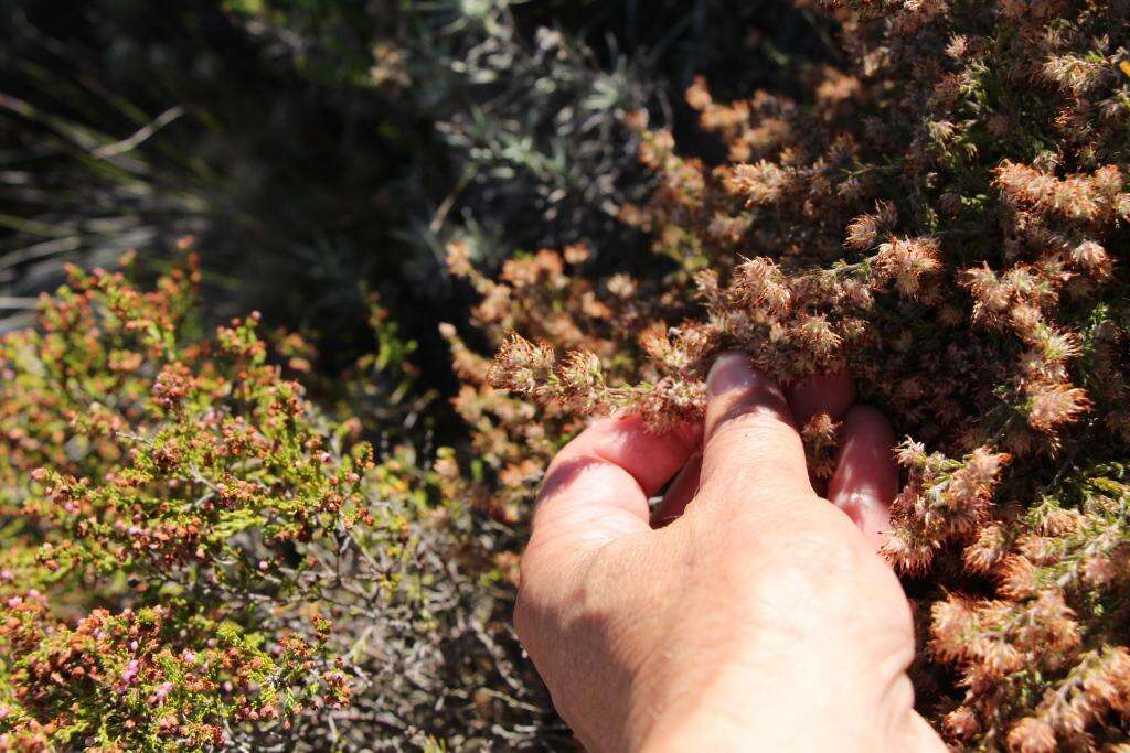 Plancia ëd Erica similis (N. E. Br.) E. G. H. Oliver