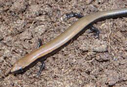 Panaspis namibiana Ceríaco, Branch & Bauer 2018的圖片