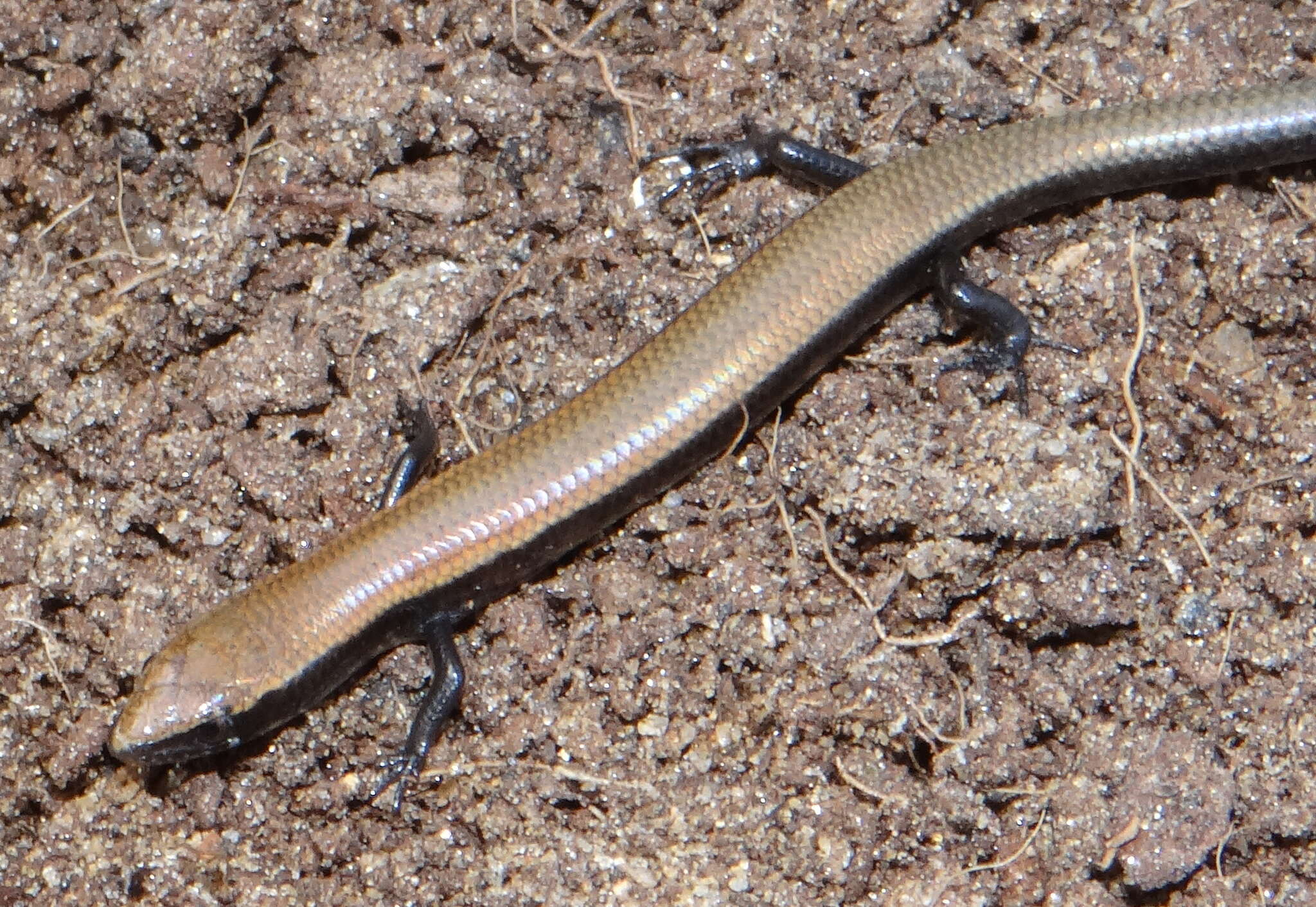 Image of Panaspis namibiana Ceríaco, Branch & Bauer 2018