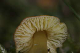 Image of Hygrocybe conica (Schaeff.) P. Kumm. 1871