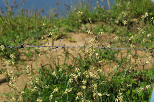 Image of Froelichia humboldtiana (Roem. & Schult.) Seub.