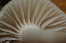 Image of Snowy Waxcap