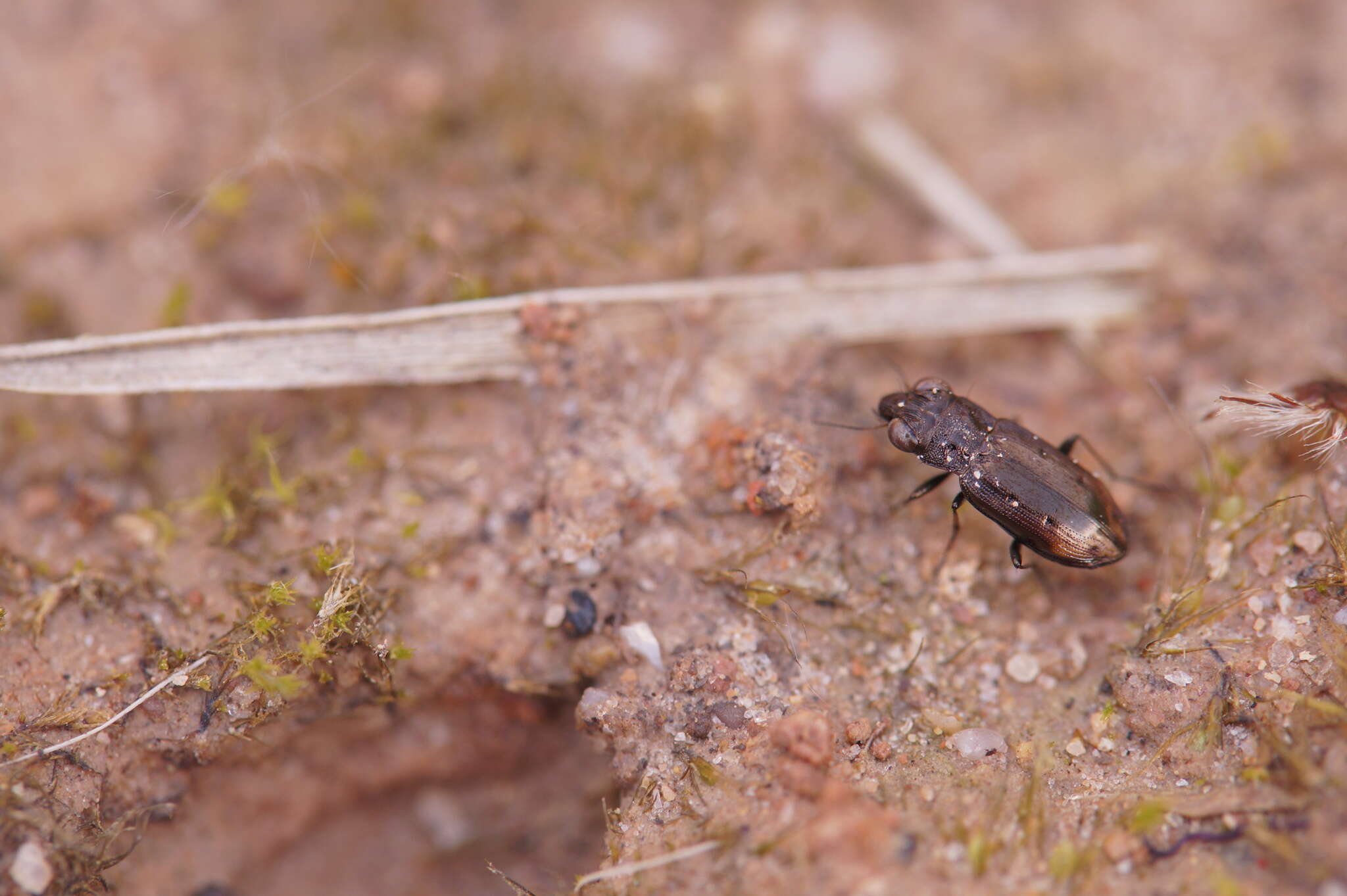 Image de Notiophilus quadripunctatus Dejean 1826