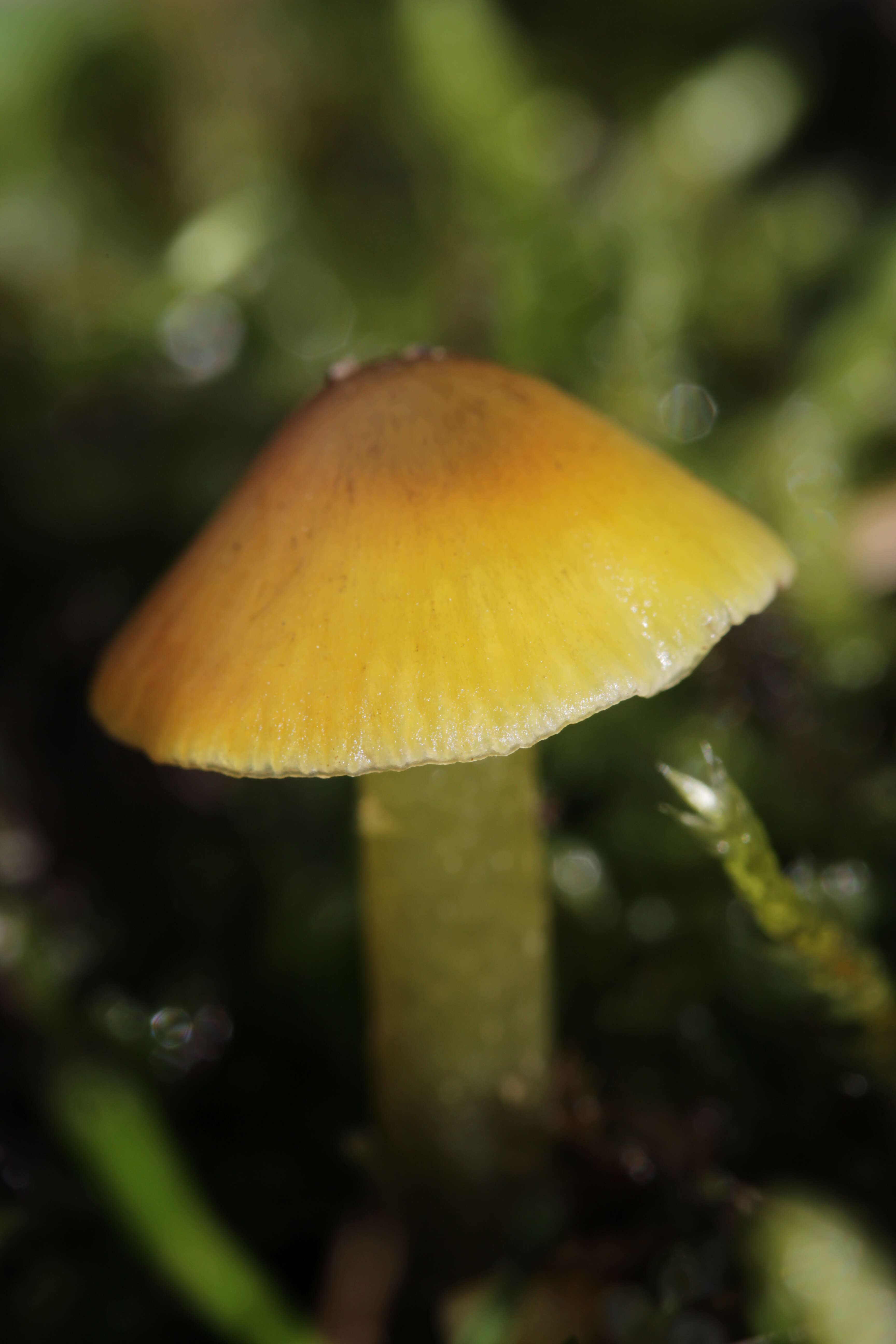 Image of Hygrocybe conica (Schaeff.) P. Kumm. 1871