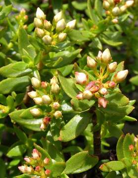 Image of Crassula sarcocaulis subsp. sarcocaulis