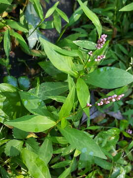 صورة Persicaria longiseta (De Bruyn) Kitagawa