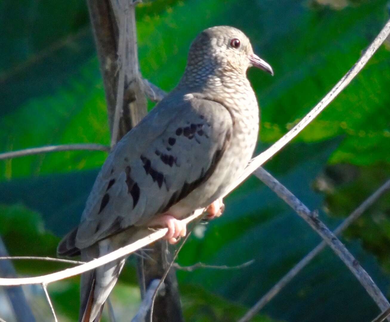 Plancia ëd Columbina passerina (Linnaeus 1758)