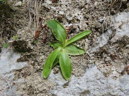 Image of Pinguicula vallis-regiae F. Conti & Peruzzi