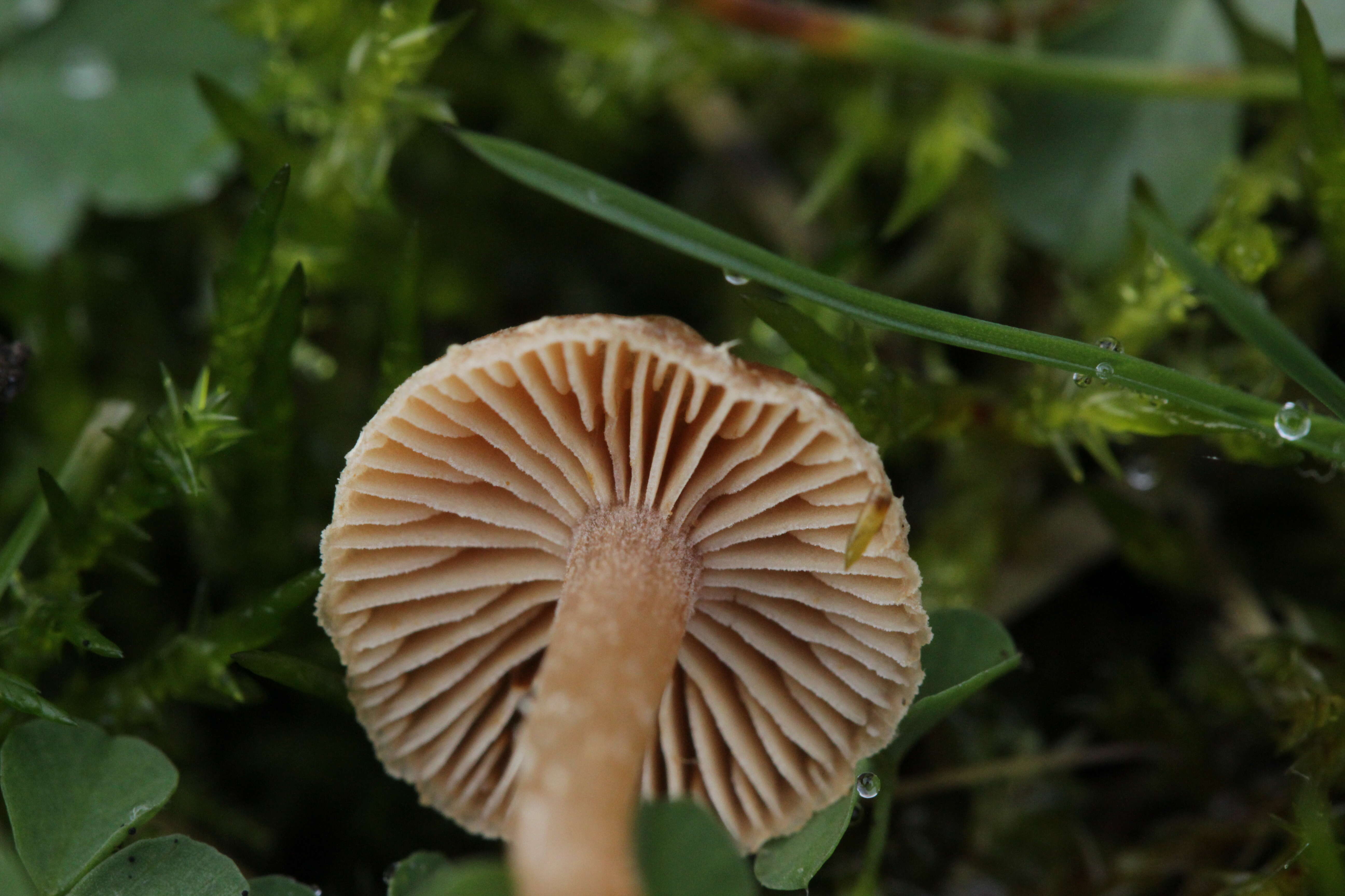 Image of Tubaria furfuracea (Pers.) Gillet 1876