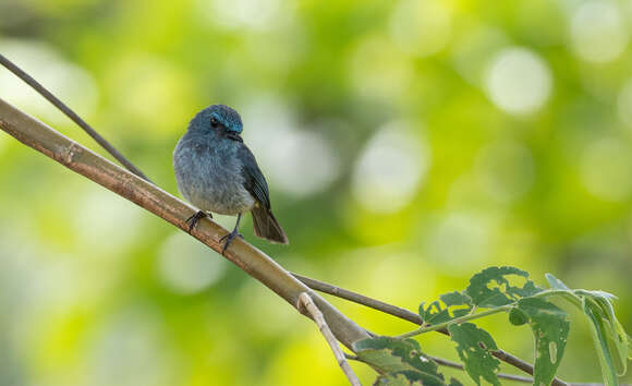 Image of Island Flycatcher