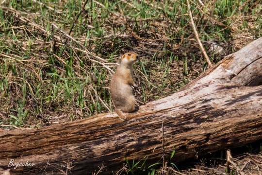 Image of Russet Ground Squirrel