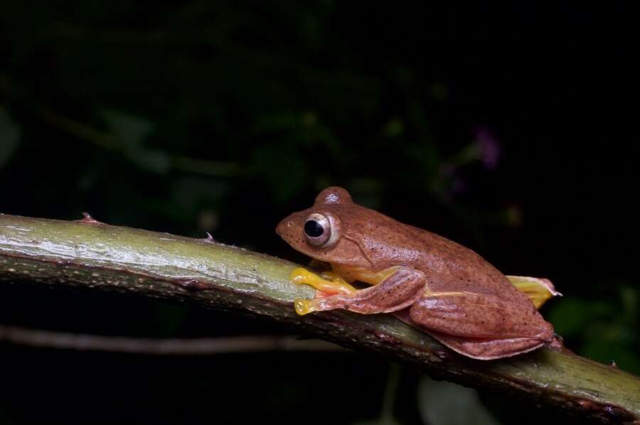 Image of Double-spotted Red-webbed Tree Frog