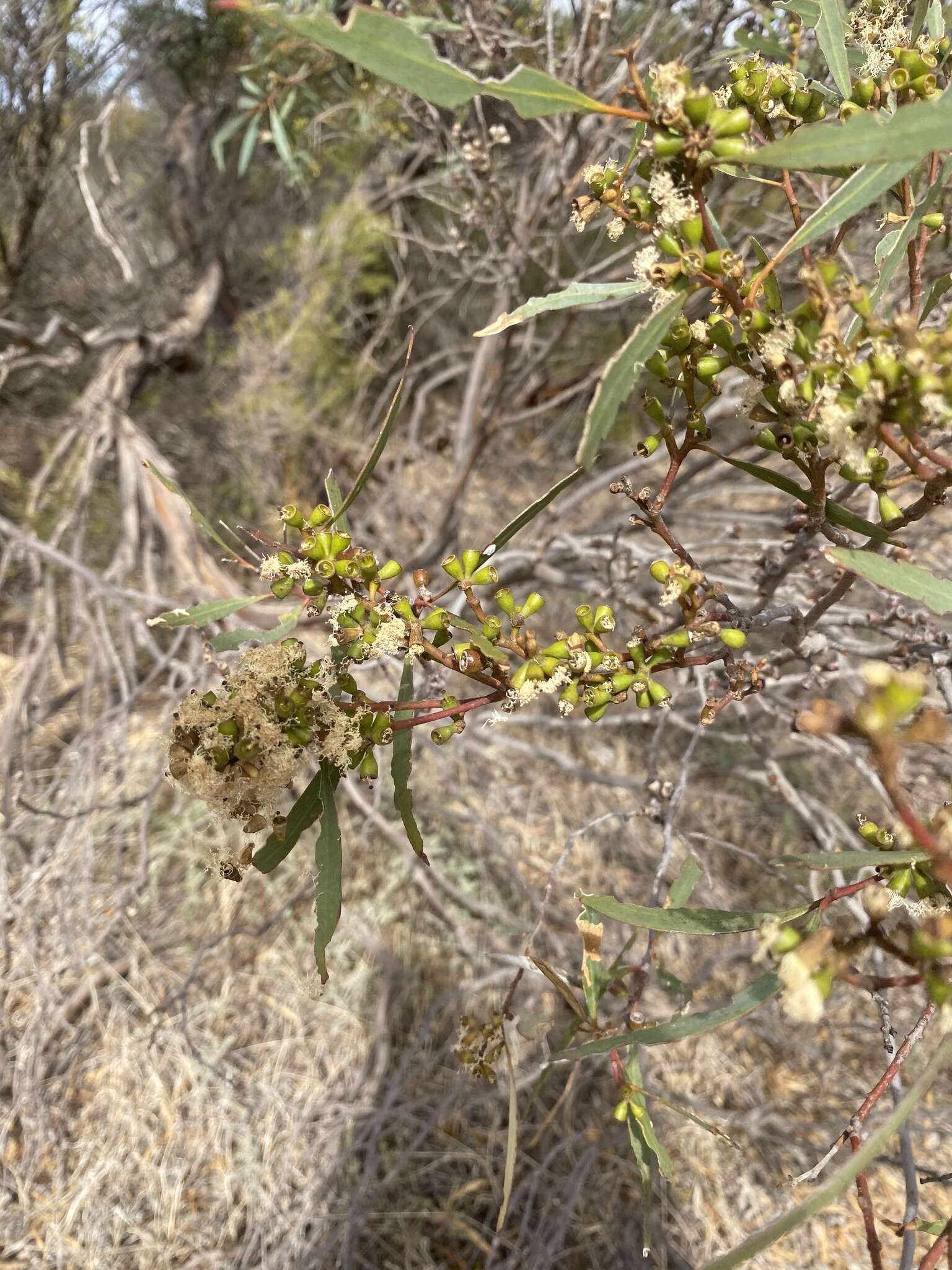 Image of Eucalyptus odorata Behr