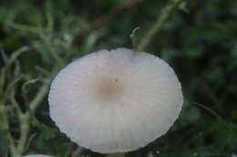 Image of Snowy Waxcap