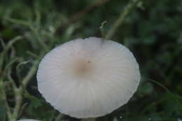 Image of Snowy Waxcap