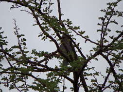 Image of White-backed Mousebird