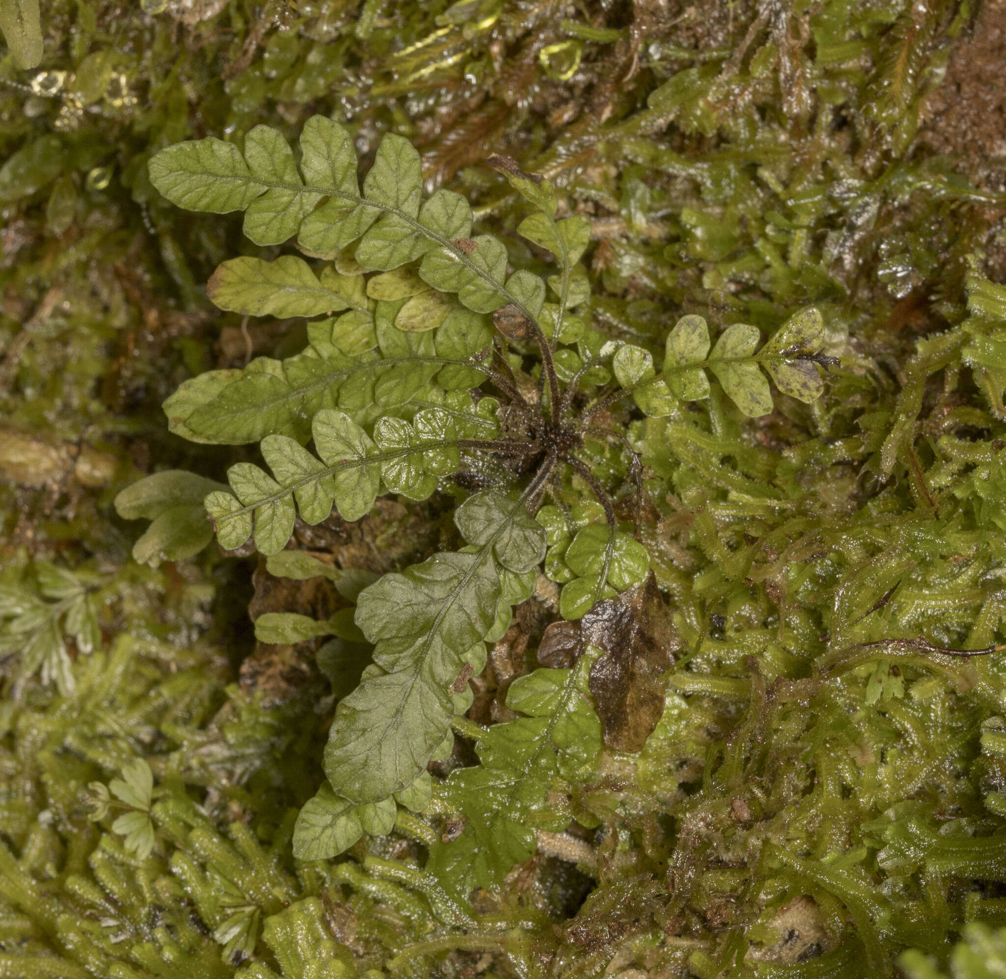 Image of Austroblechnum corralense (Espinosa) Gasper & V. A. O. Dittrich