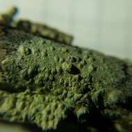 Image of Texan pore lichen