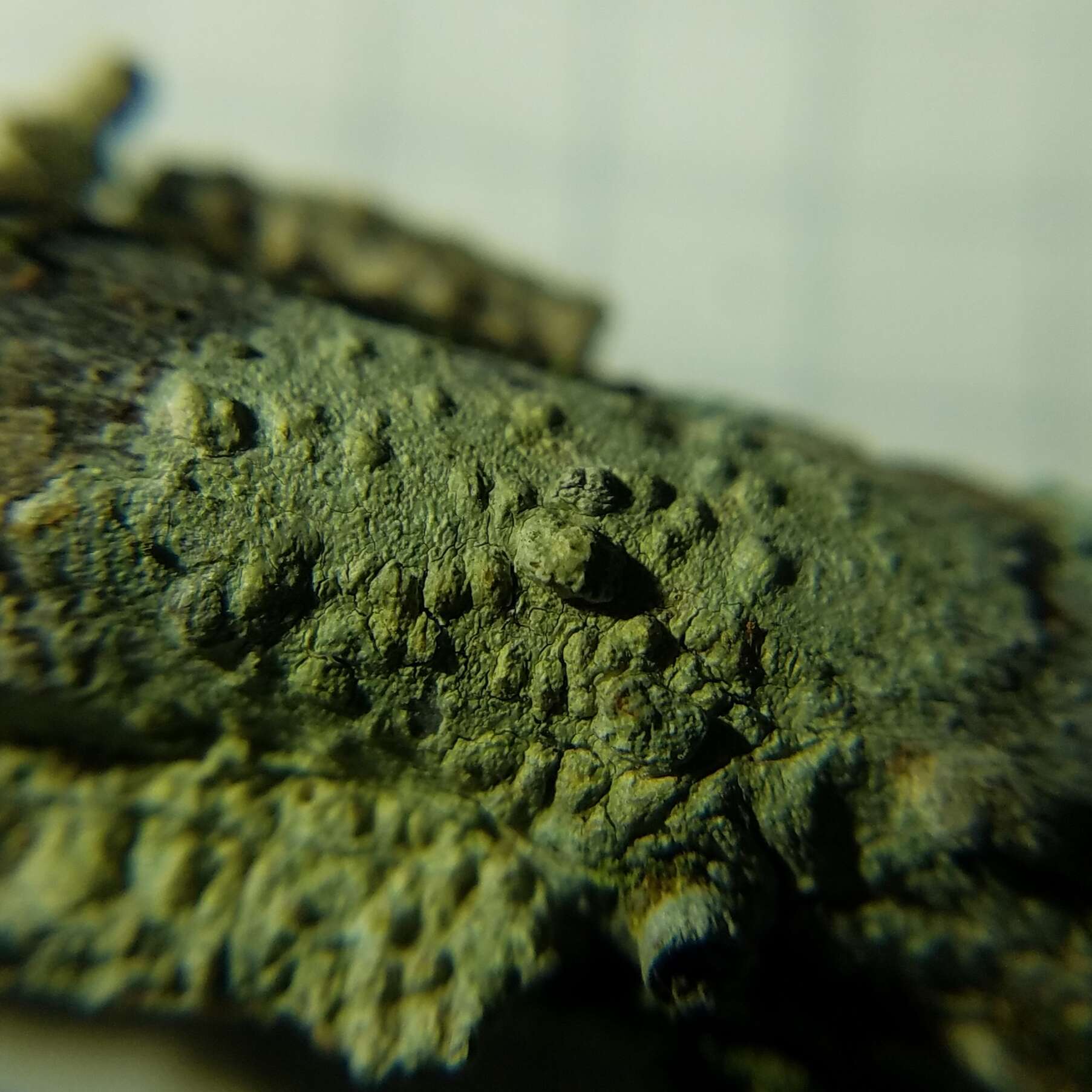 Image of Texan pore lichen