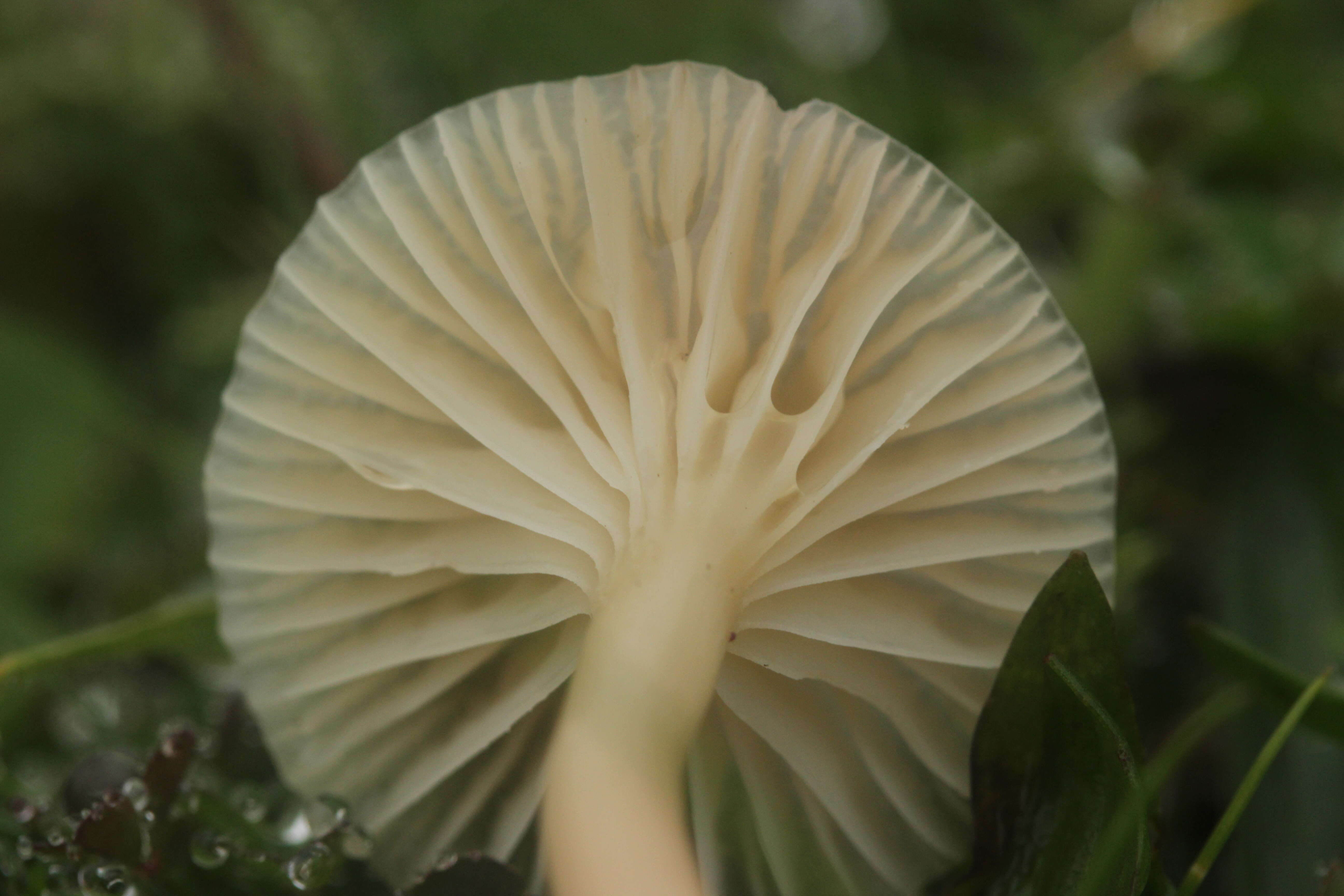 Image of Snowy Waxcap