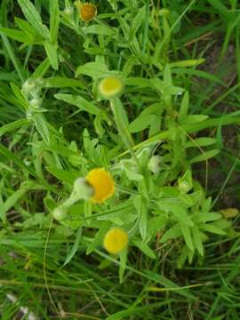 Pulicaria scabra (Thunb.) Druce resmi