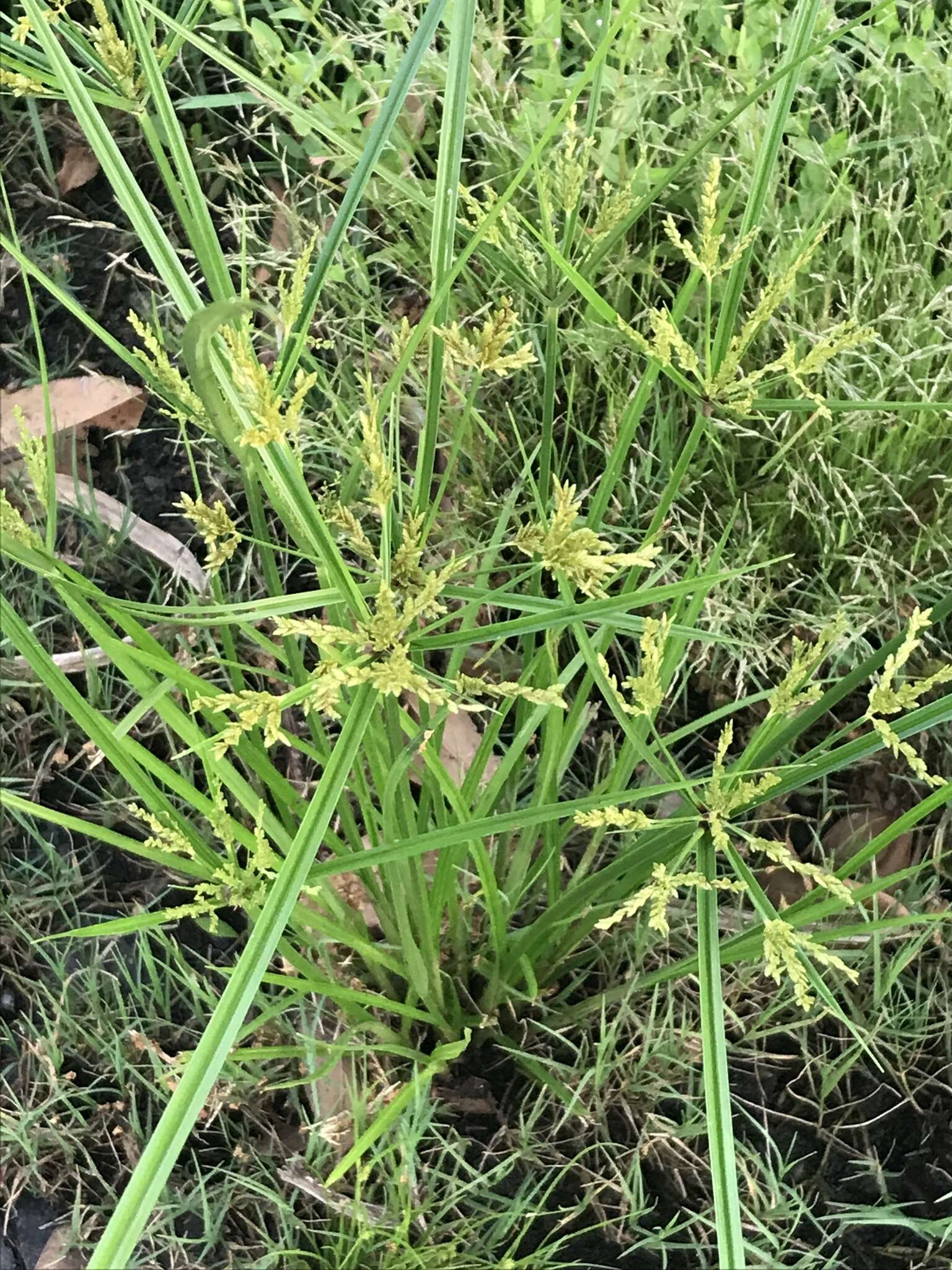 Image de Cyperus iria L.