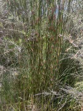 Image of Sporadanthus ferrugineus de Lange, Heenan & B. D. Clarkson