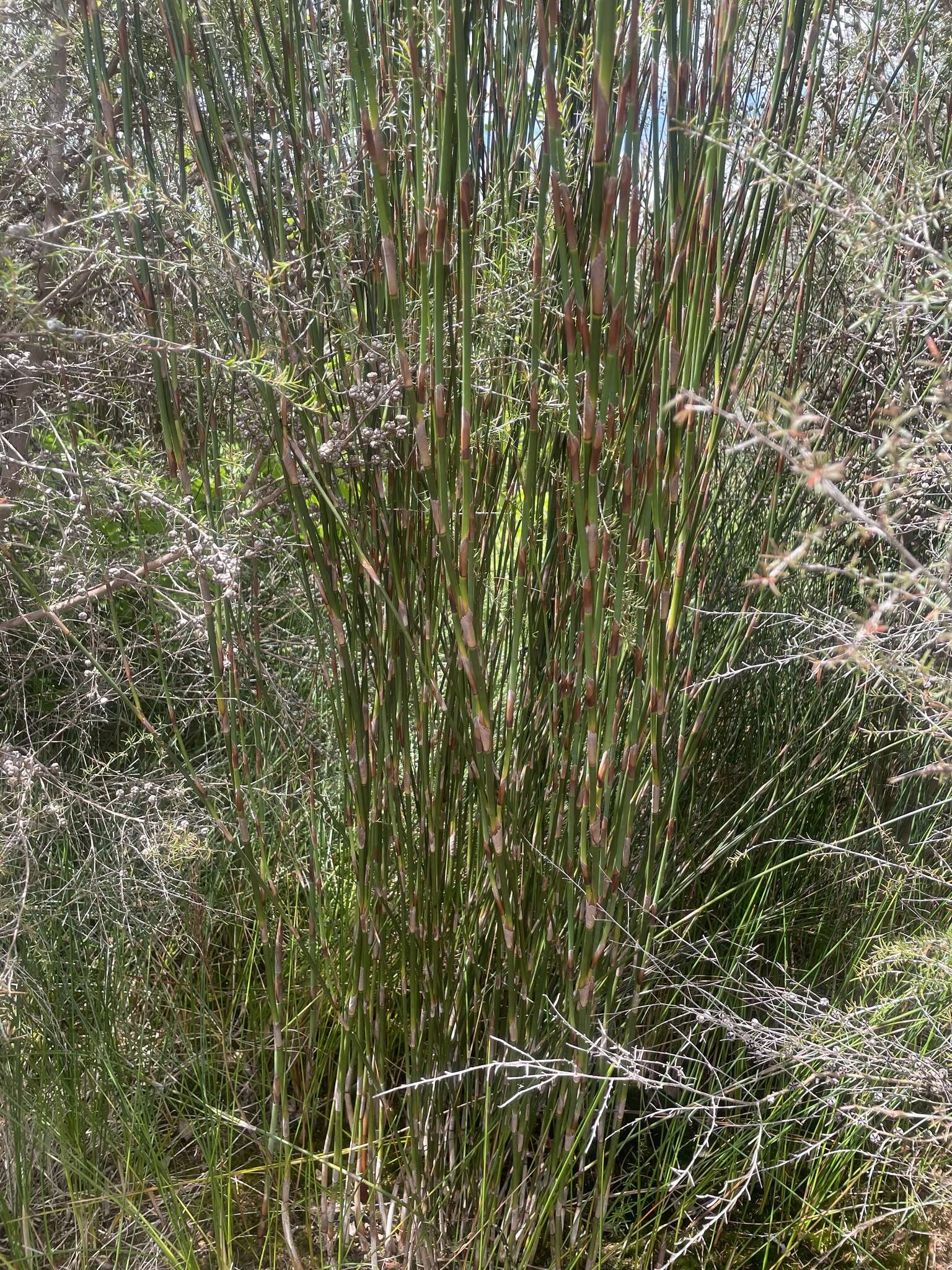 Image de Sporadanthus ferrugineus de Lange, Heenan & B. D. Clarkson