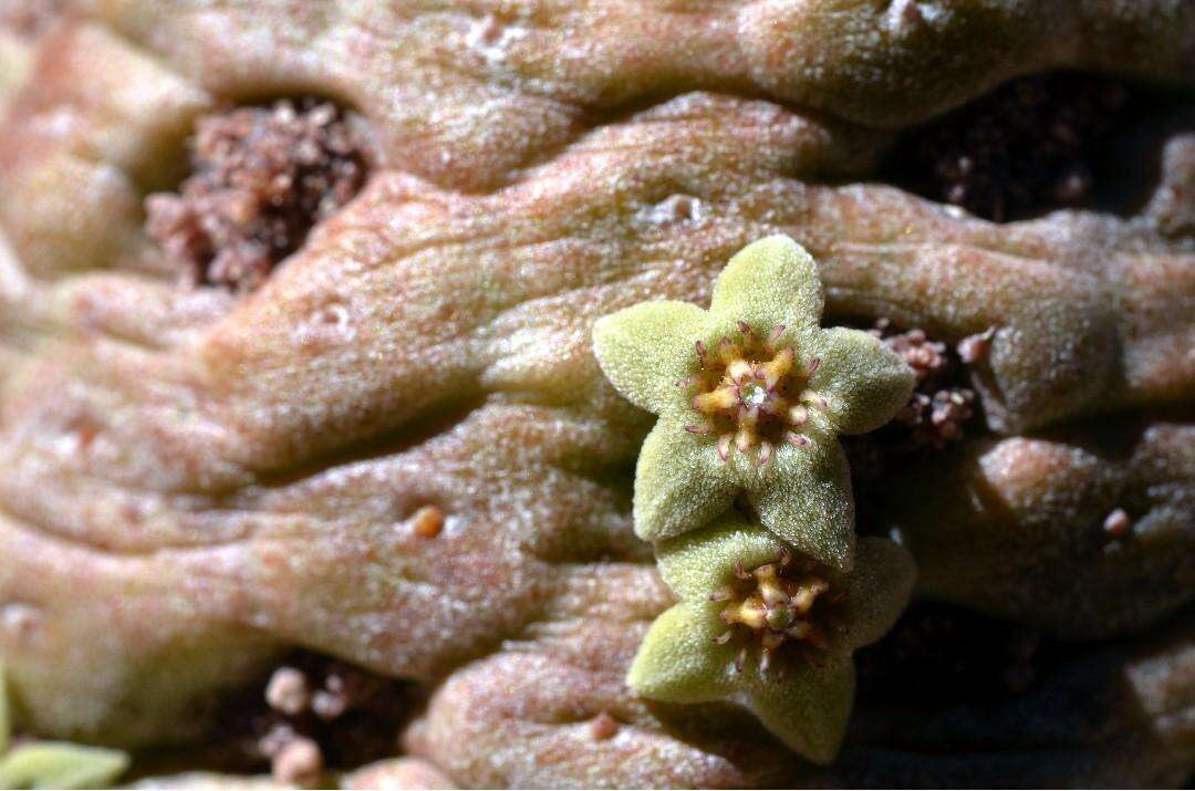 Image of Ceropegia perlata (Dinter) Bruyns