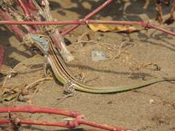 Imagem de Cnemidophorus gaigei Ruthven 1915