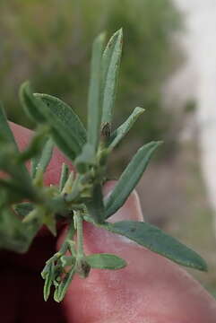 Image of Psoralea axillaris L. fil.