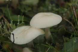 Image of Snowy Waxcap