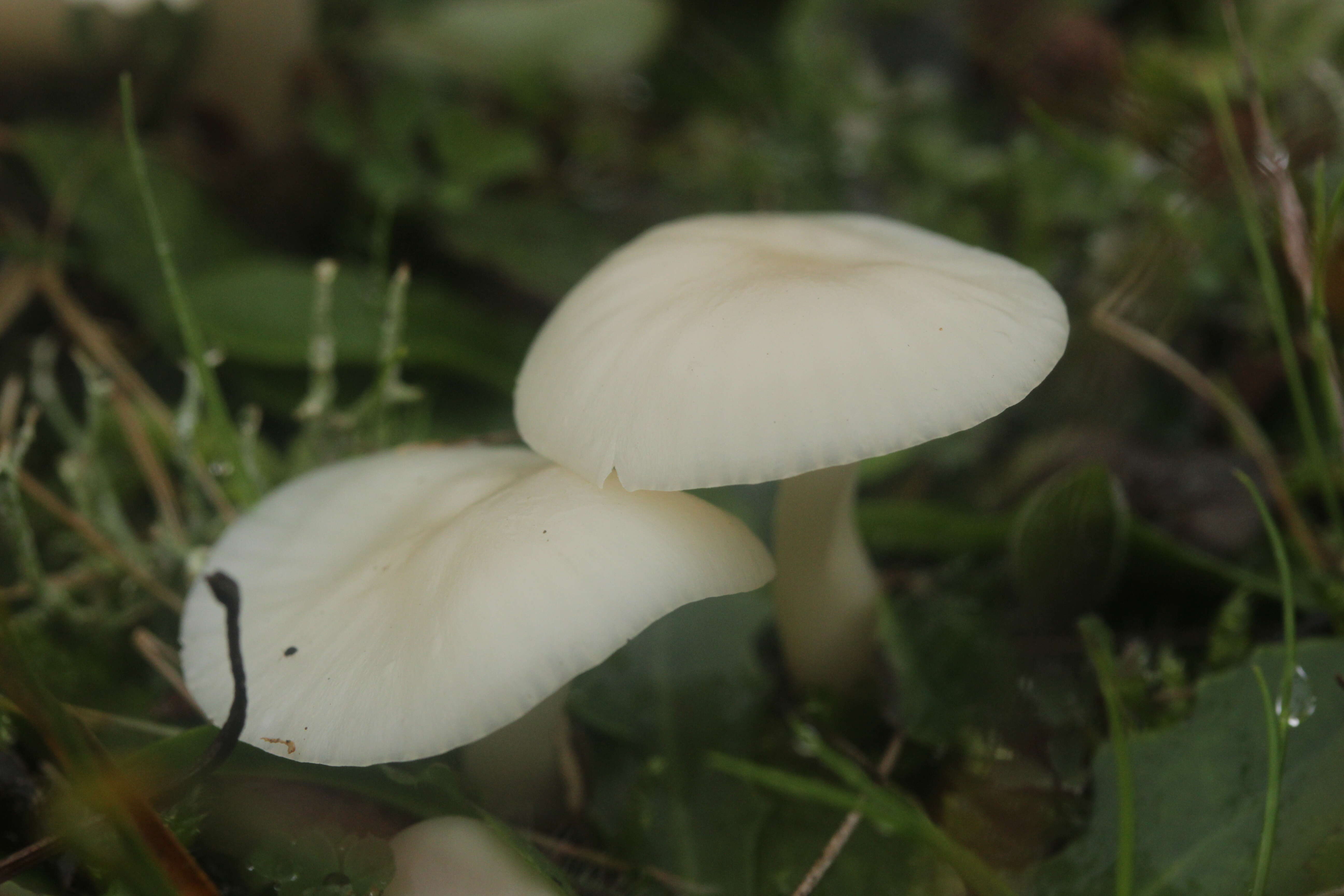 Image of Snowy Waxcap