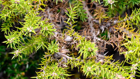 Image of Hakea costata Meissn.