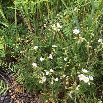 Image of field chickweed