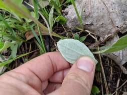 Antennaria parlinii subsp. parlinii resmi