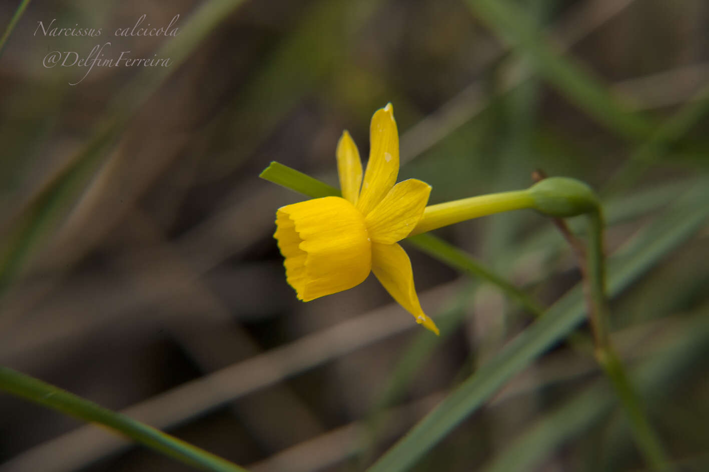 Слика од Narcissus scaberulus subsp. calcicola (Mendonça) Aedo