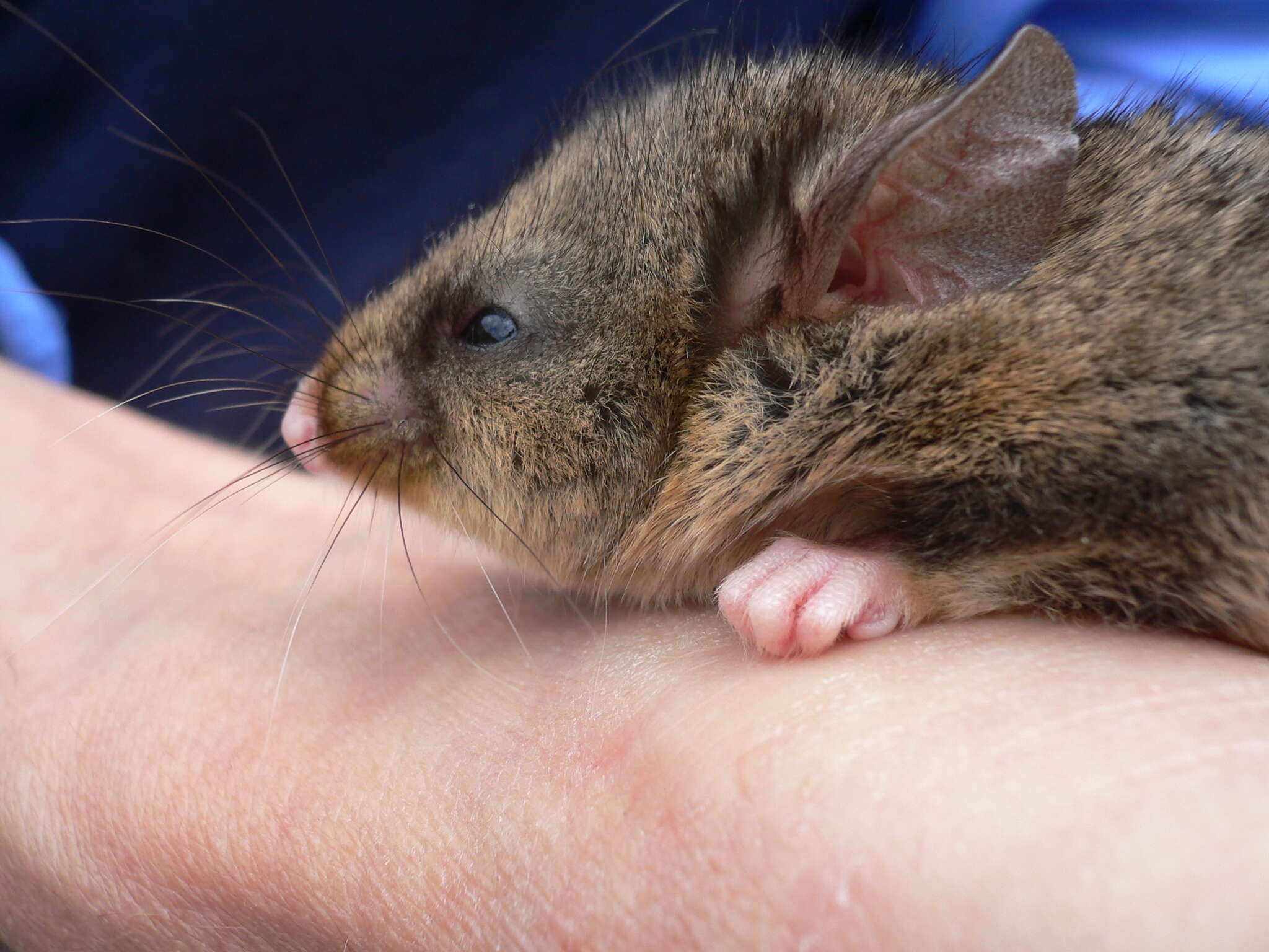 Image of Mountain Pygmy Possums