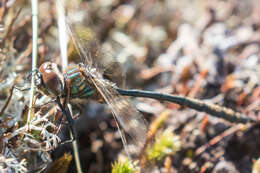 Image of Delicate Emerald