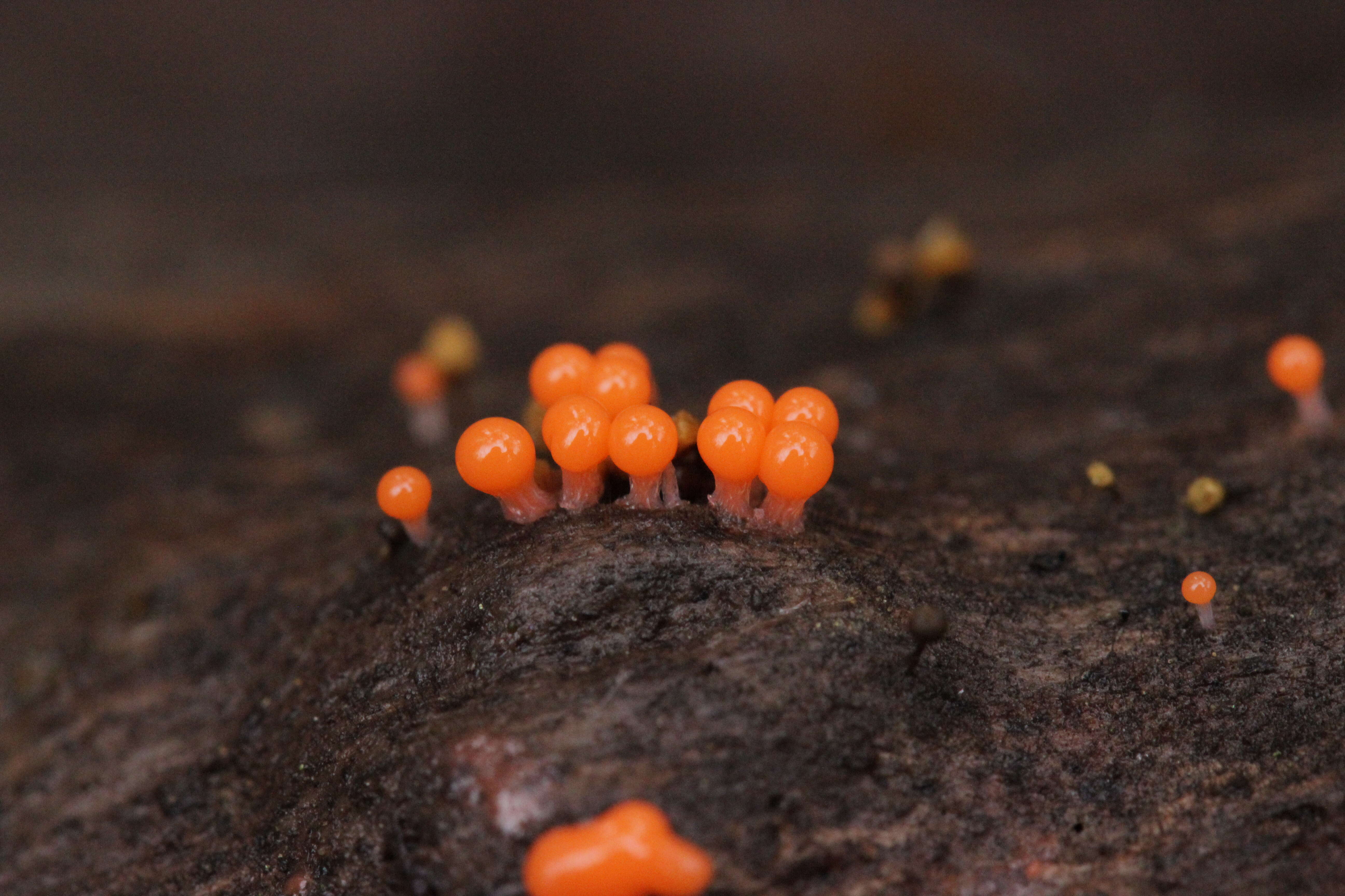 Image of Trichia decipiens