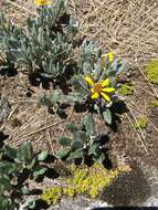 Image of Senecio procumbens Kunth