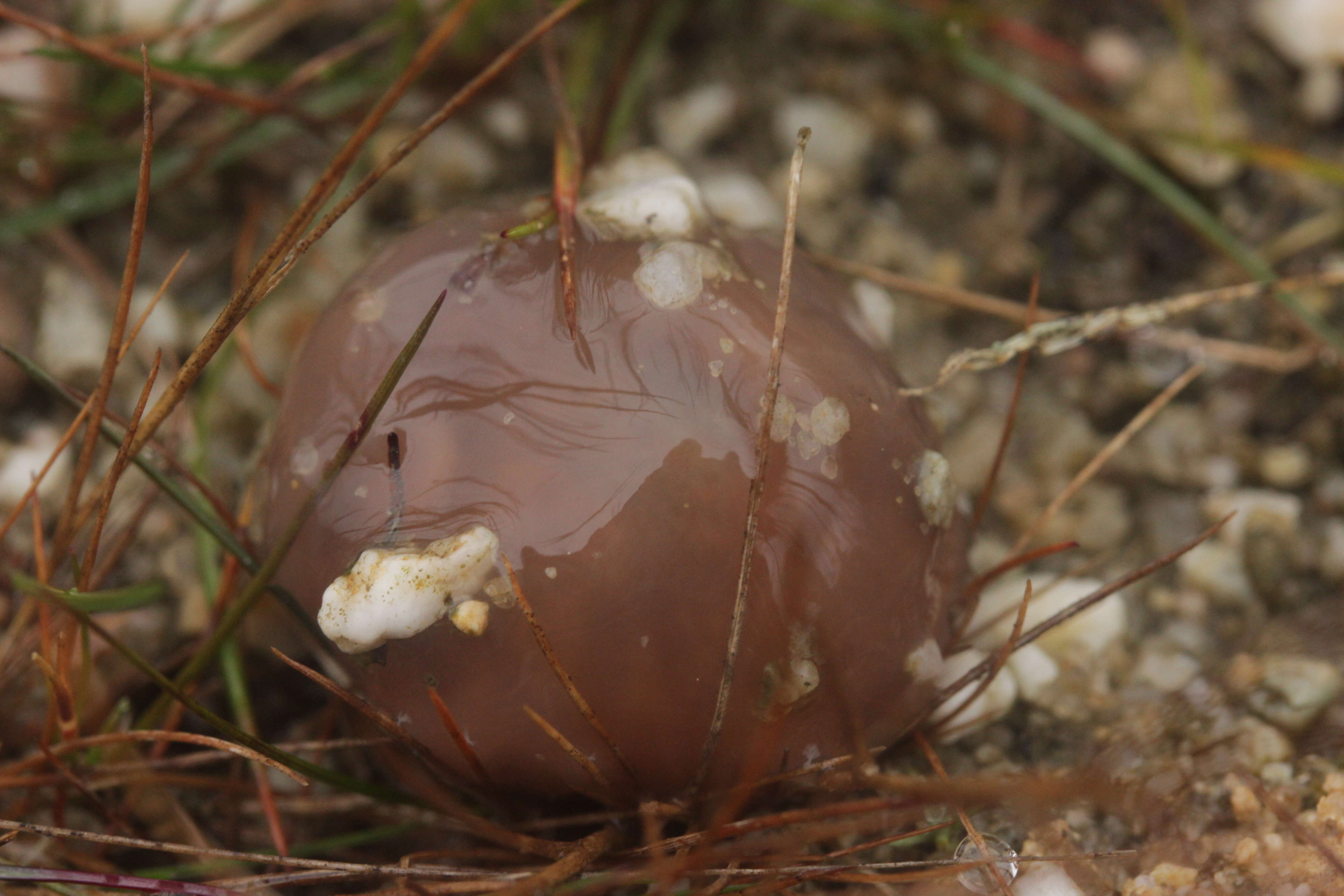 Image of Slippery Jack