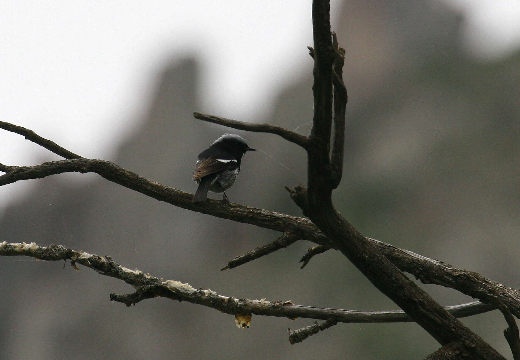 Image of Blue-capped Redstart