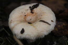 Image of Downy milkcap