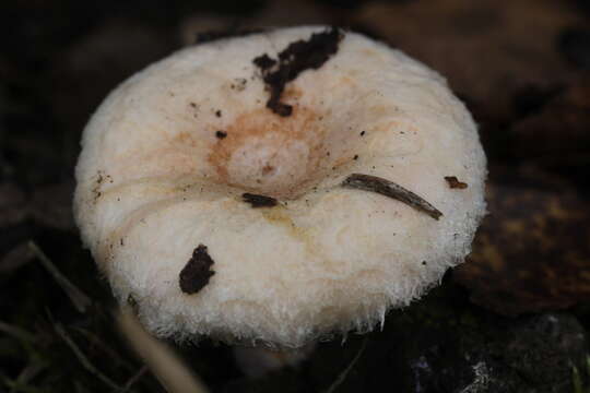 صورة Lactarius pubescens Fr. 1838