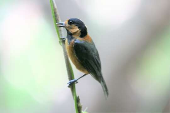 Sittiparus owstoni (Ijima 1893) resmi