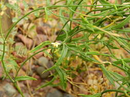 Image of Leptoglossis linifolia (Miers) Benth. & Hook. fil.