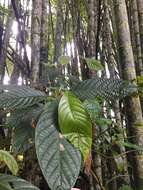 صورة Nectandra reticulata (Ruiz & Pav.) Mez